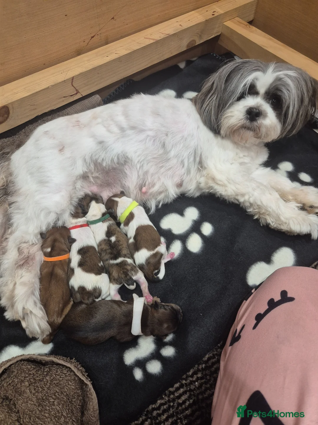 Lhasa Apso dogs for sale: LHASA APSO KC PUPPIES DUE SOON  - Advert 1