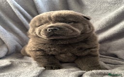 Chow Chow dogs for sale: Wyvernwest -smooth and rough puppies available 🐶  - Image 19