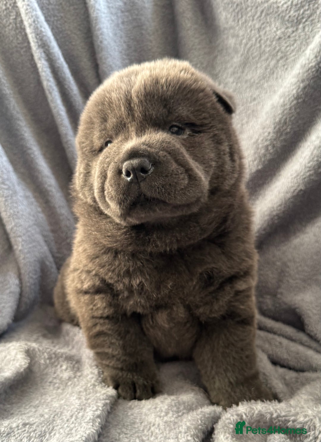 Chow Chow dogs for sale: Wyvernwest -smooth and rough puppies available 🐶  - Image 19