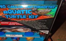 Turtle reptiles for sale: 2 Musk Turtles and 40 gallon tank set up - Image 18