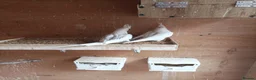 Cockatiels birds for sale: 5 Albino cockatiels for sale  - Advert 7