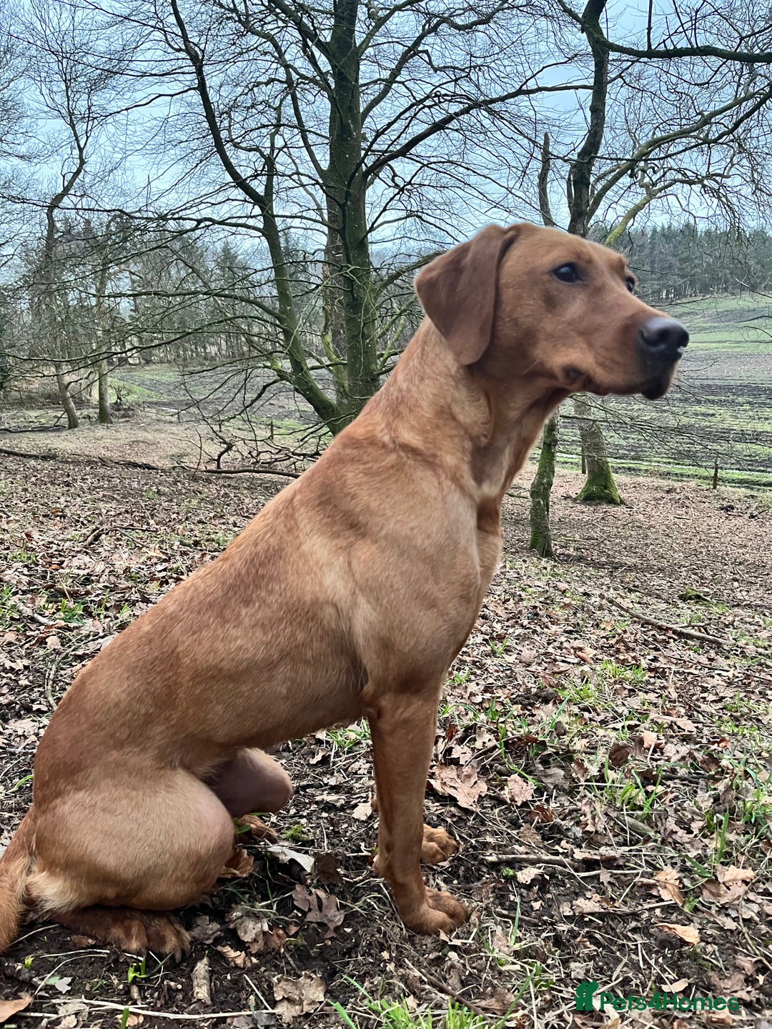 Labrador Retriever dogs for sale: Stunning fox red Labrador pups - Advert 1