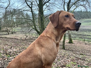 Labrador Retriever dogs Stunning fox red Labrador pups - Advert 10