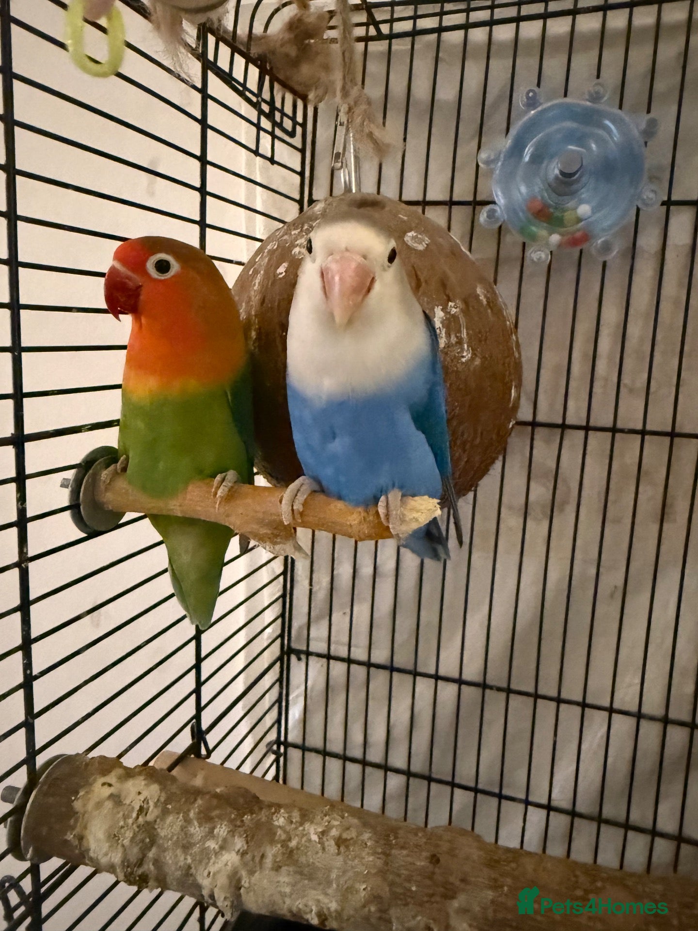 Lovebirds birds Love Birds - Advert 1