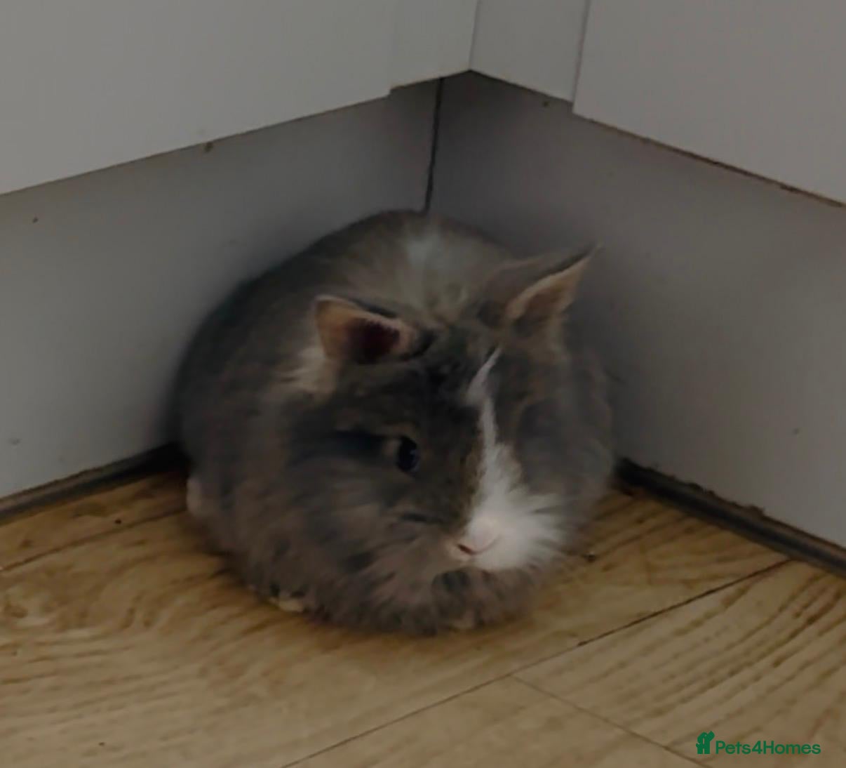 Mixed Breed rabbits  Blue-Eyed Purebred Angora Bunnies – 8 Weeks Old - Advert 2