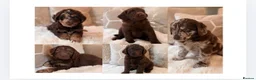 Labradoodle dogs for sale: ** RARE CHOC-PHANTOM & MERLE F2 LABRADOODLES ** - Advert 1
