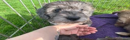 Doxiepoo dogs for sale: Doxiepoo girl just turned 8 weeks  - Advert 14