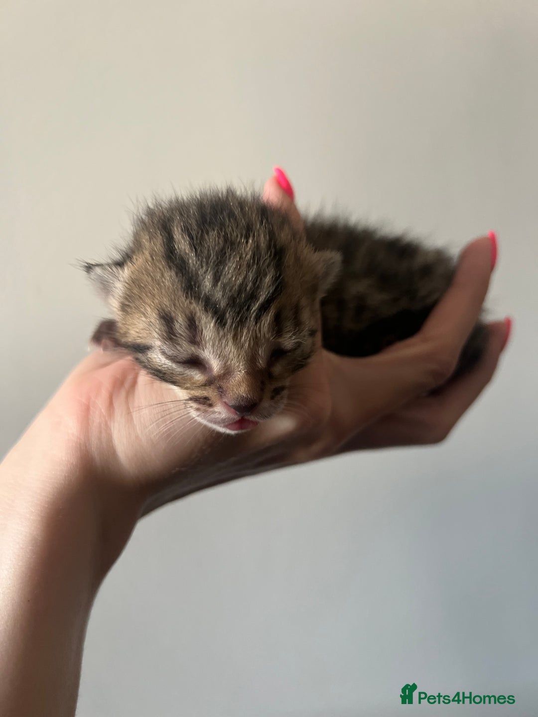 Bengal cats for sale: One remaining Male Bengal for sale - Image 10