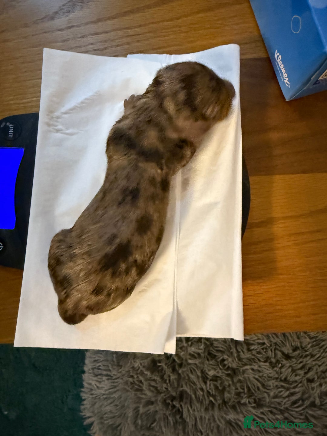 Miniature Dachshund dogs for sale: Miniature Dachshund  - Image 7