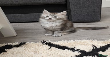 Maine Coon cats - Advert 2