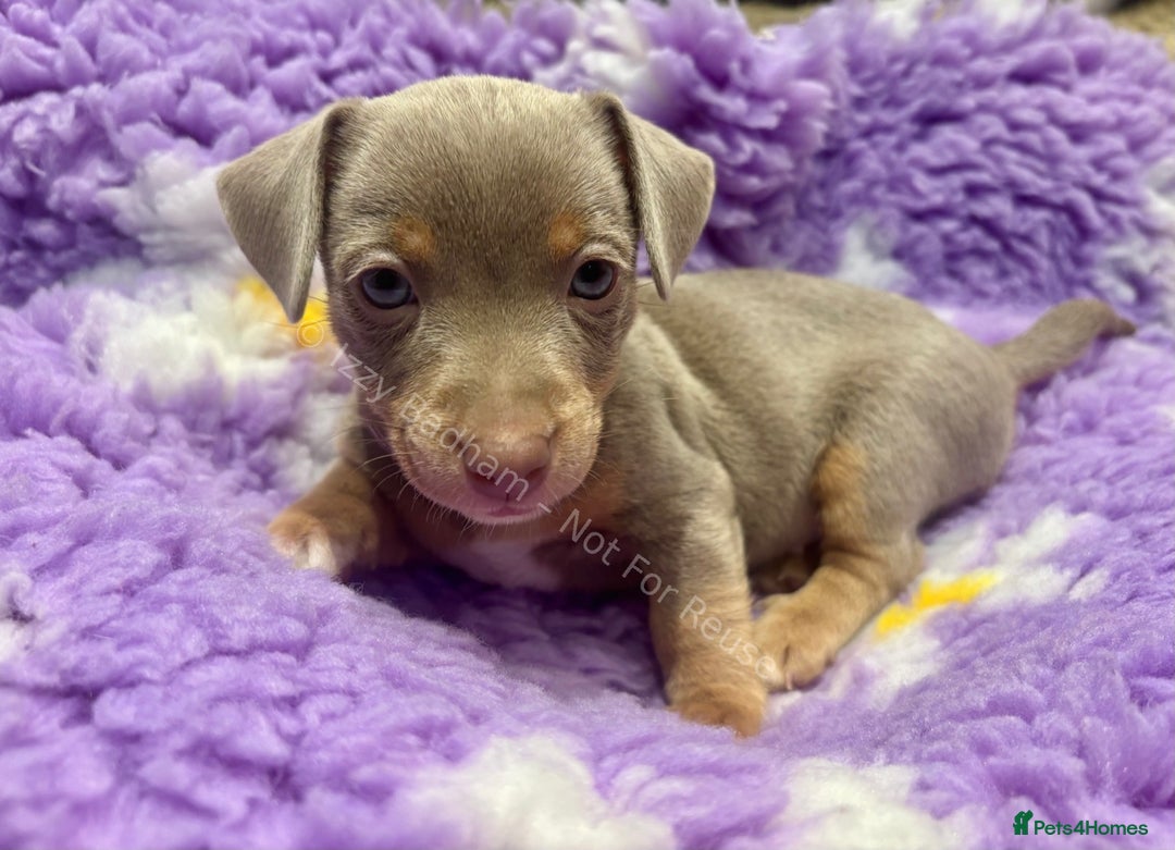 Jack Russell dogs for sale: Lilac and Chocolate Jack Russell Terrier Puppies  - Advert 3