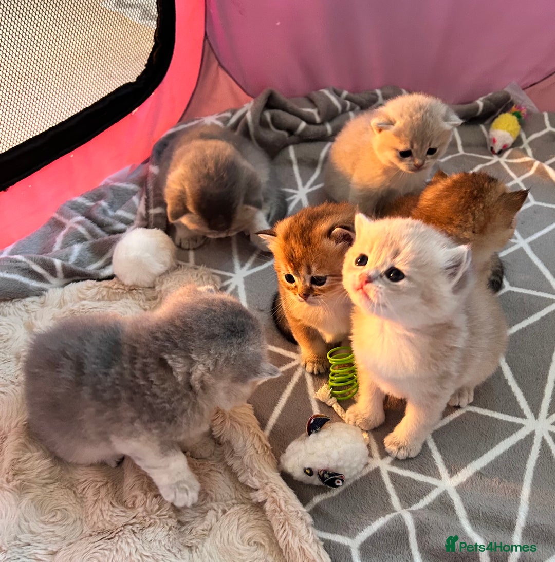 British Shorthair cats for sale: Stunning litter of 6 nuggets! - Advert 19