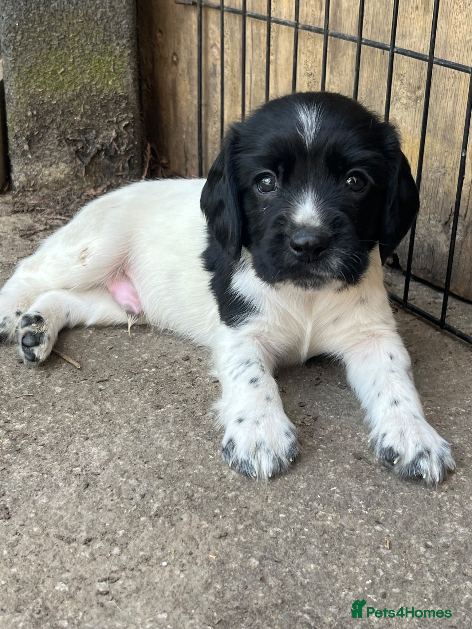 English Springer Spaniel dogs Pedigree English Springer Spaniel Pups  - Advert 7