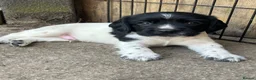 English Springer Spaniel dogs for sale: Pedigree English Springer Spaniel Pups  - Advert 1