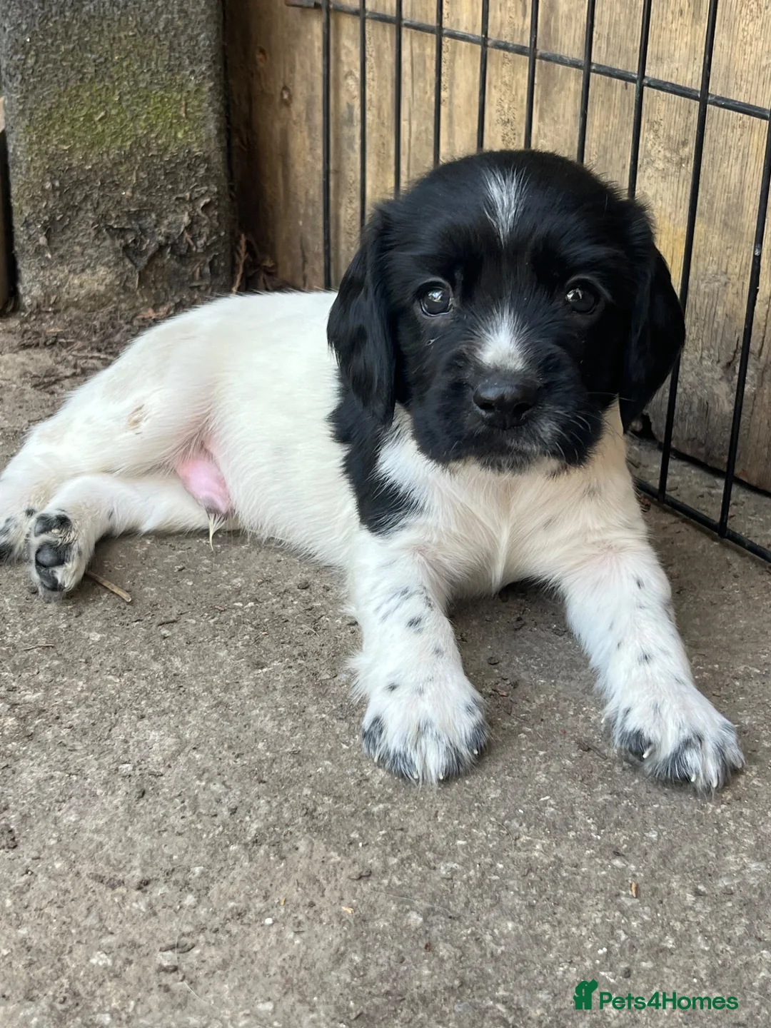 English Springer Spaniel dogs for sale: Pedigree English Springer Spaniel Pups  - Advert 1