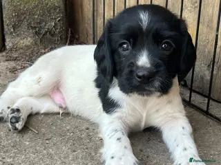 English Springer Spaniel dogs Pedigree English Springer Spaniel Pups - Advert 7