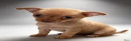 Chihuahua dogs for sale: KC Registered Chihuahua Puppies - Advert 6