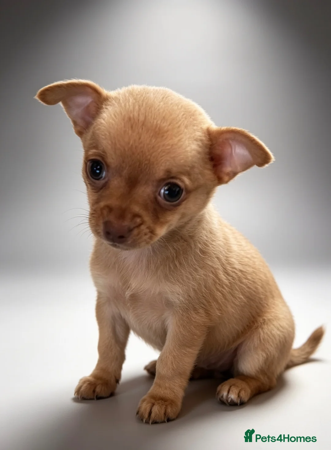 Chihuahua dogs for sale: KC Registered Chihuahua Puppies - Advert 6