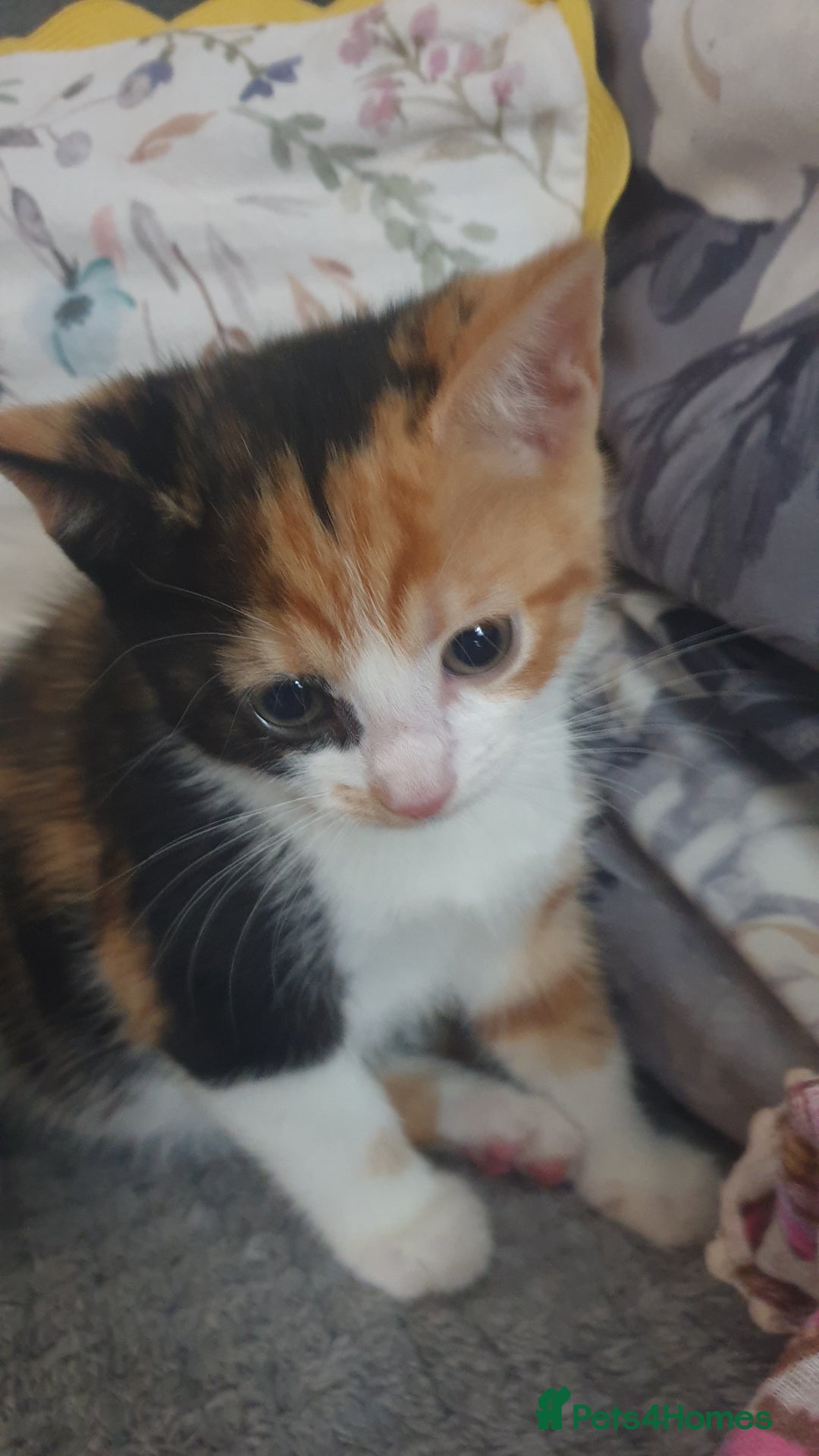 Mixed Breed cats for sale: 5 kittens looking for forever homes. - Image 11