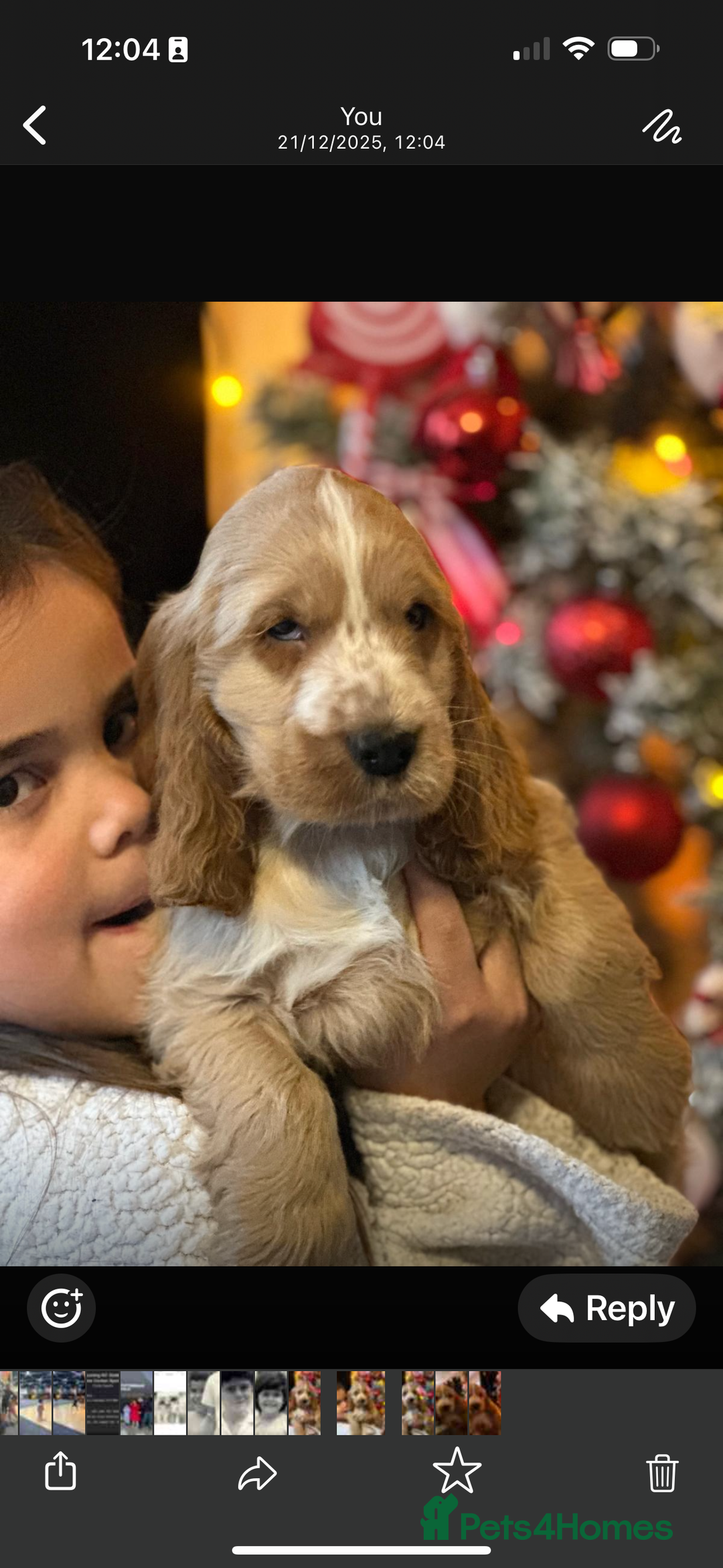 Cocker Spaniel dogs for sale: KC Golden Show Cocker Spaniel  READY TO GO! - Advert 24