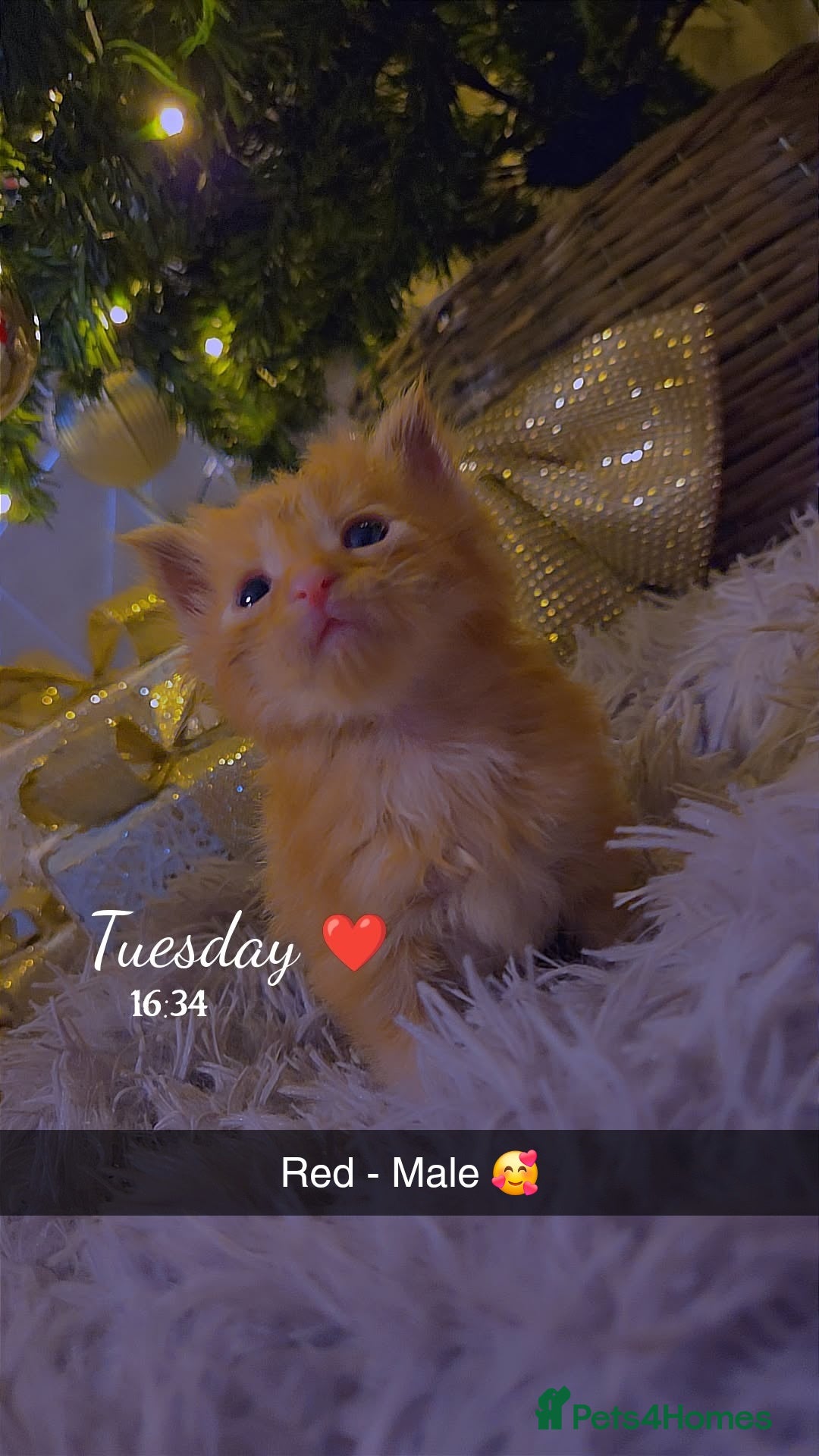 Maine Coon cats for sale: TICA registered MaineCoons 😸  - Advert 5