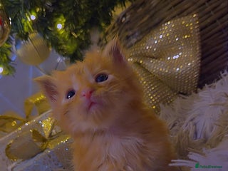 Maine Coon cats TICA registered MaineCoons 😸 - Advert 1