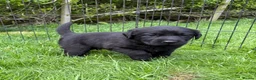 Labrador Retriever dogs for sale:  Delightful Black Labrador Litter  in Lancaster - Advert 7