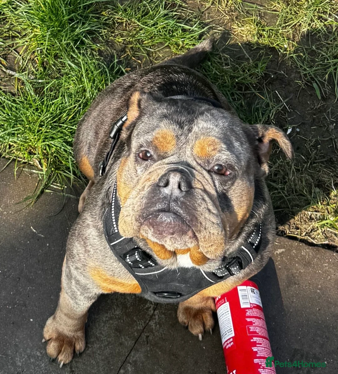 Olde English Bulldogge dogs for sale: Meet Luna looking for a loving new home   - Advert 1