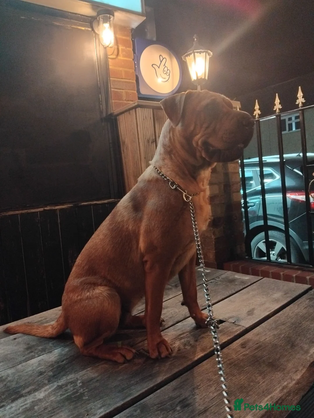 Mixed Breed dogs for sale: Sharpai x rottweiler  in Biggleswade - Advert 3
