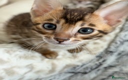 Bengal cats for sale: Bengals _Felis Bengalensis_ Pedigree TICA Kittens. - Image 7