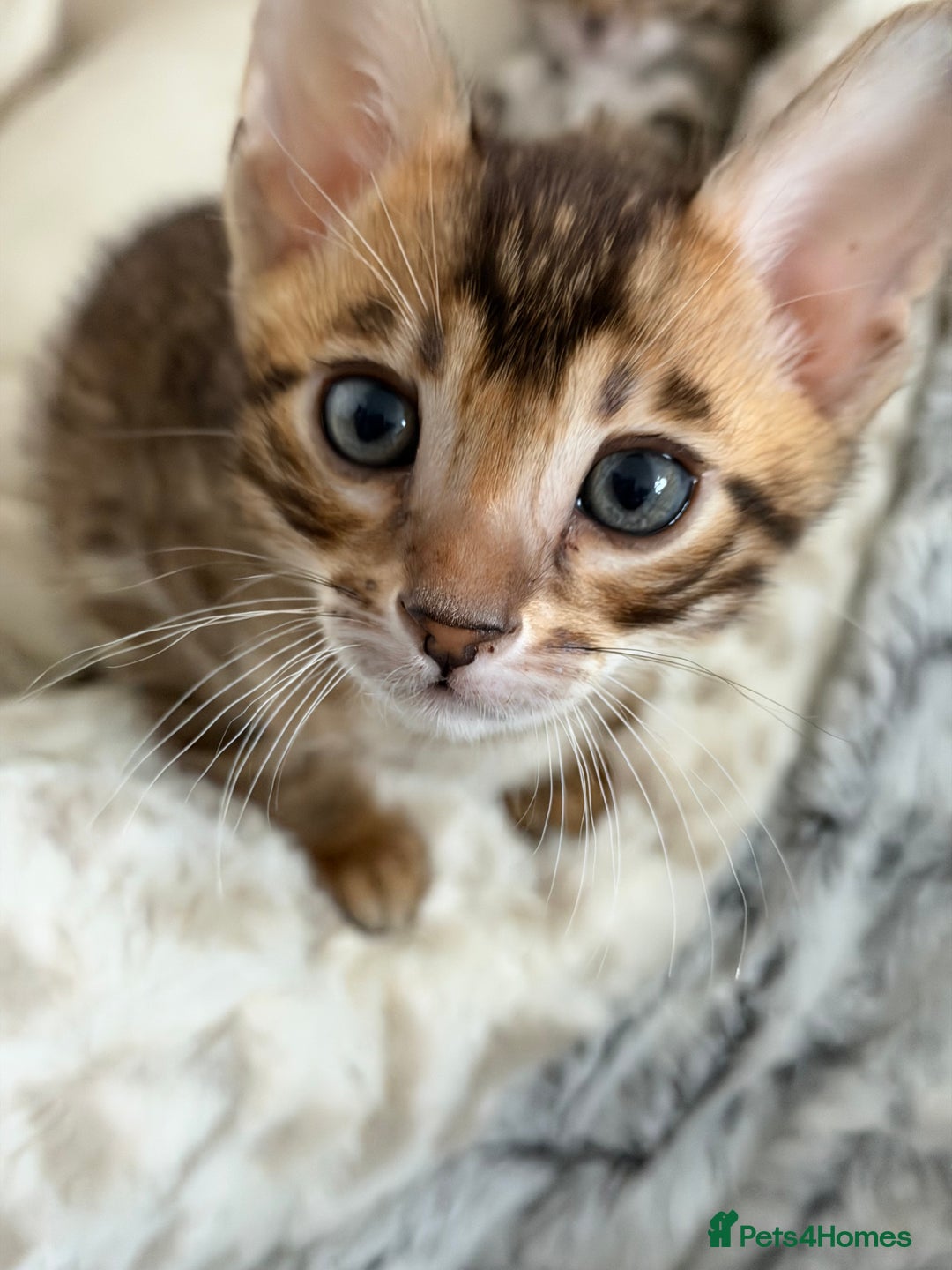 Bengal cats for sale: Bengals _Felis Bengalensis_ Pedigree TICA Kittens. - Image 7