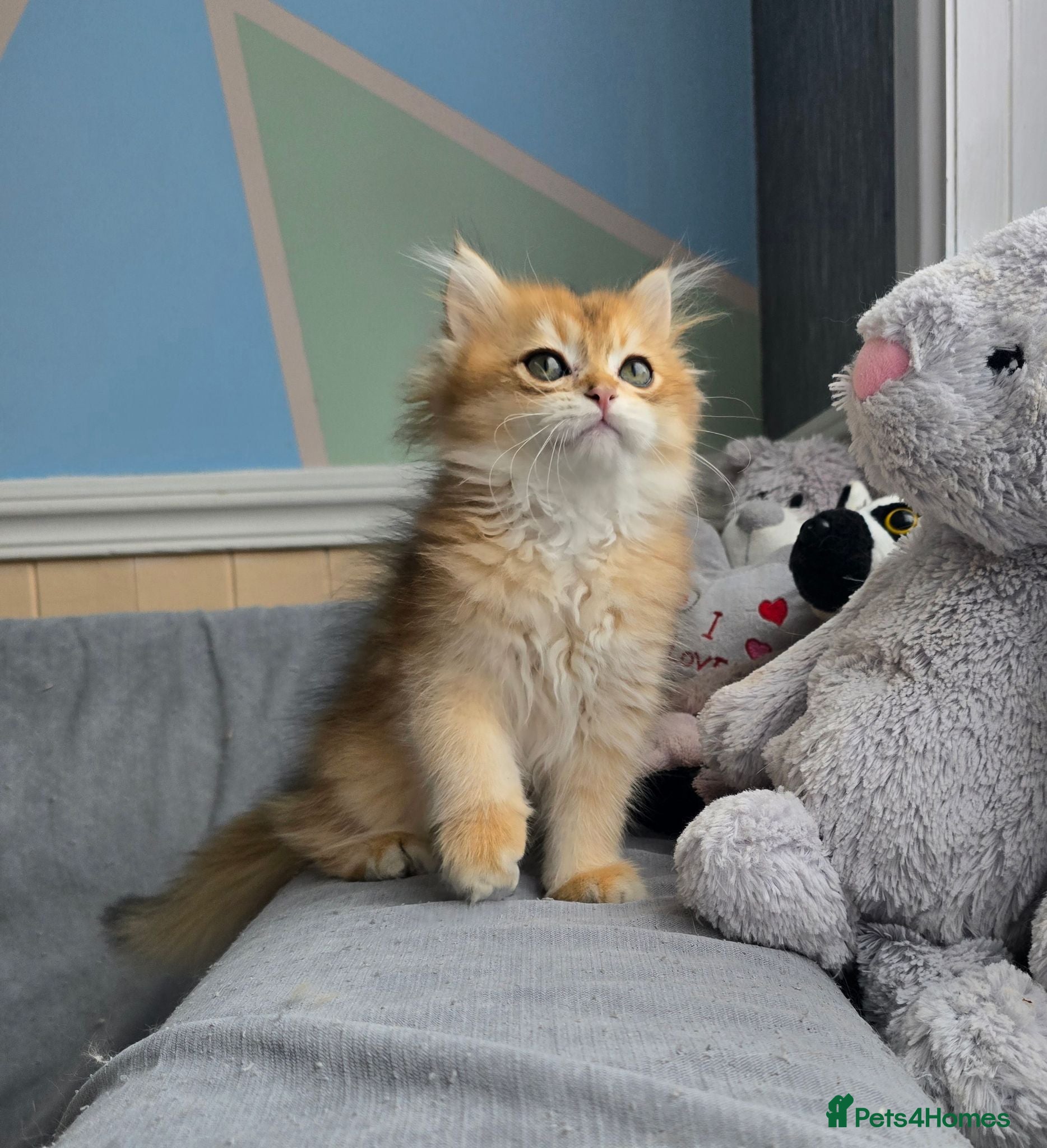 British Shorthair cats Pedigree golden British shorthair  - Advert 1