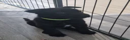 German Shepherd dogs for sale: READY NOW 🐶 GERMAN SHEPHERD PUPPIES  - Advert 12
