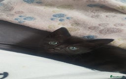 Domestic Shorthair cats for sale: Beautiful Domestic Short-haired kittens - Image 9