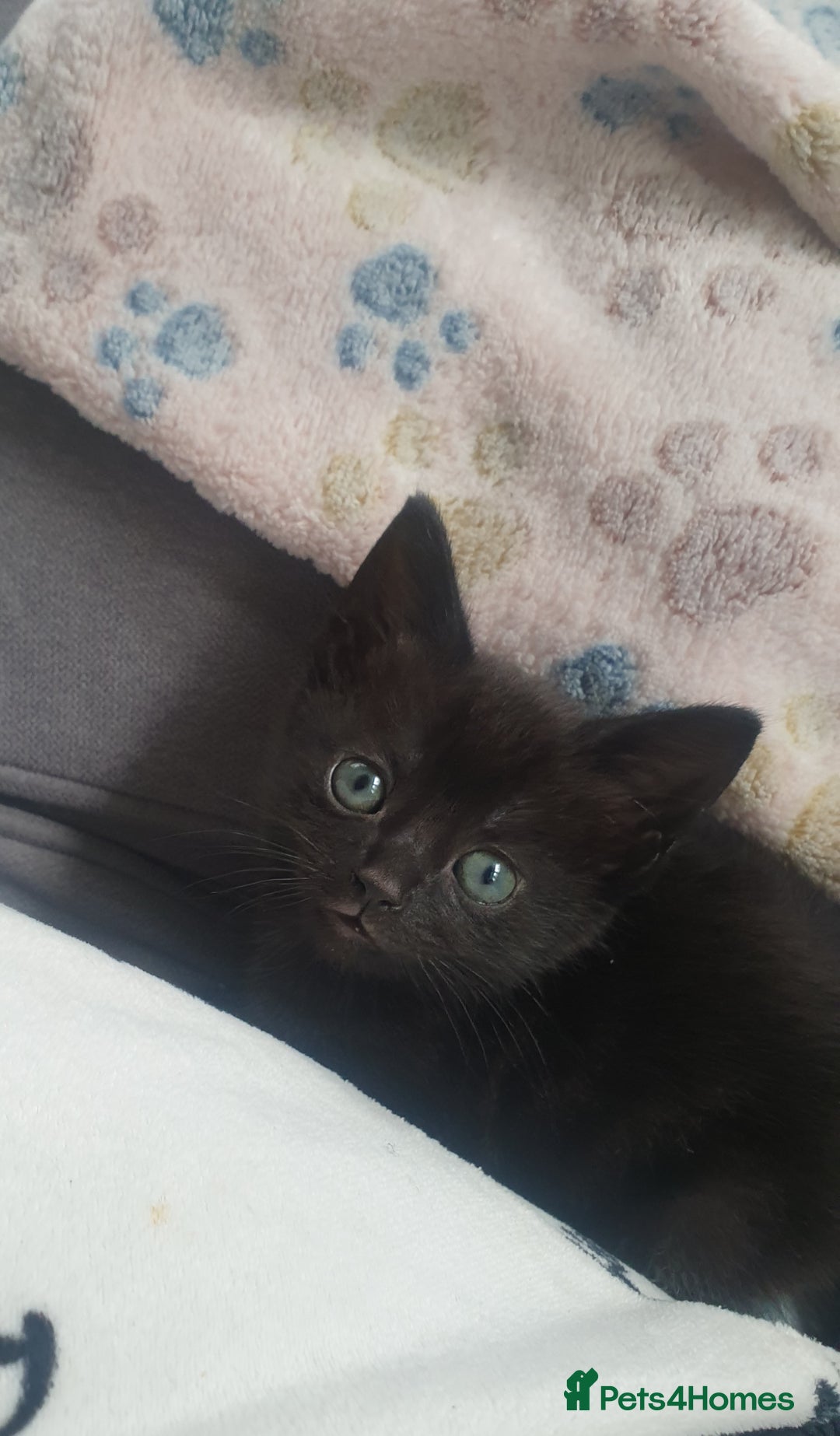 Domestic Shorthair cats for sale: Beautiful Domestic Short-haired kittens - Image 9