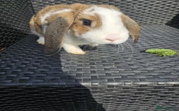 Mixed Breed rabbits for sale: Baby rabbits  - Image 5