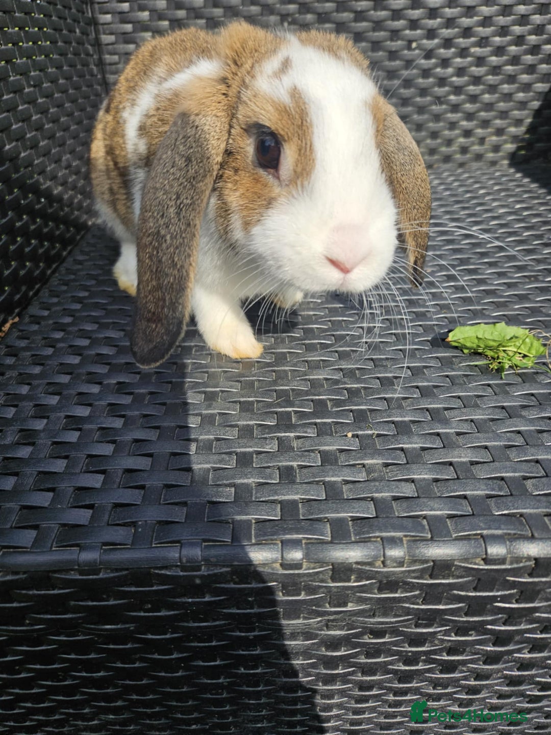 Mixed Breed rabbits for sale: Baby rabbits  - Image 5