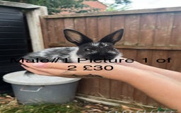 English Spot rabbits for sale: 9 x Adorable baby rabbits for sale  - Image 1