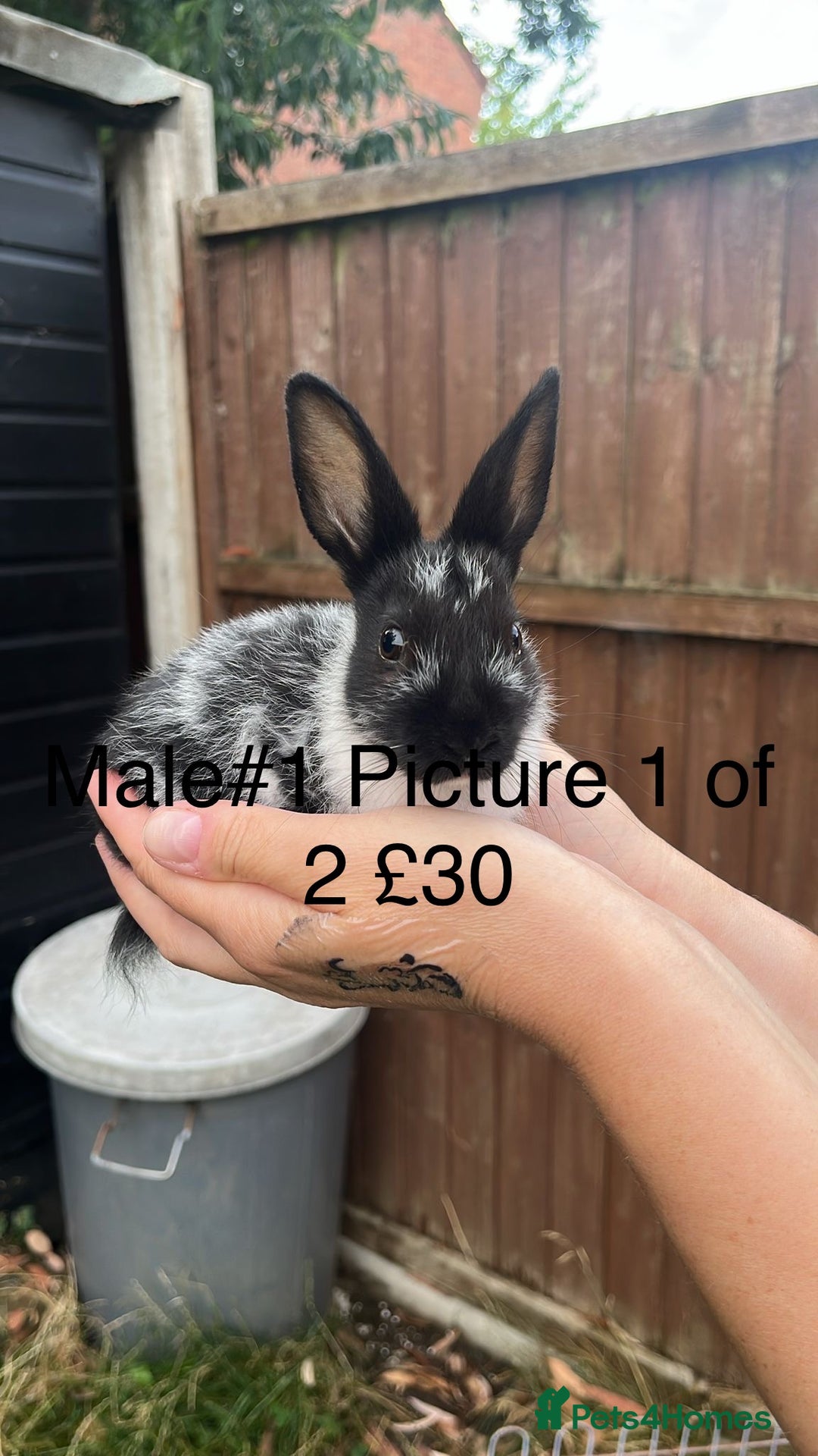 English Spot rabbits for sale: 9 x Adorable baby rabbits for sale  - Image 1