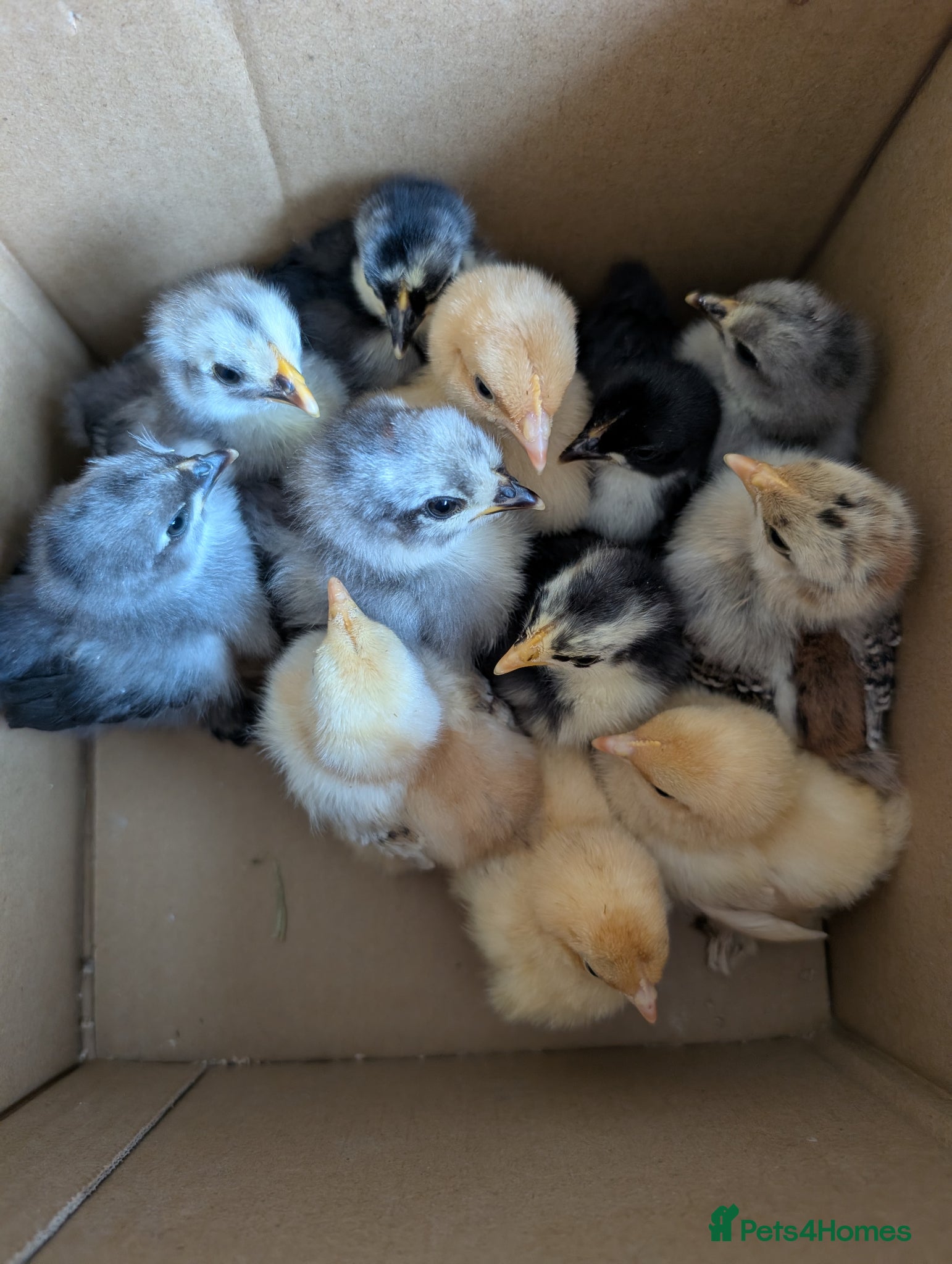 Chickens poultry for sale: Pekins, Quails, Eggs - Contact for availability  - Advert 1