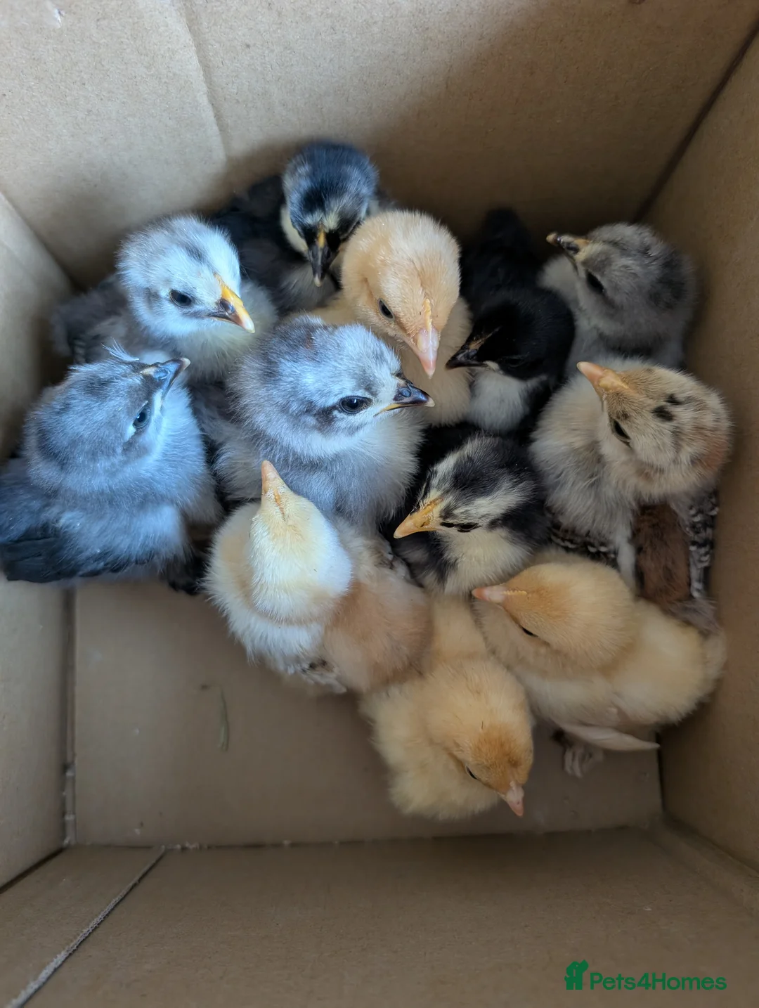 Chickens poultry for sale: Pekins, Quails, Eggs - Contact for availability  - Advert 1