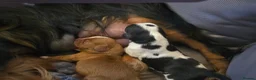 Cavalier King Charles Spaniel dogs for sale: Specialist Tested Cavalier King Charles  - Advert 6