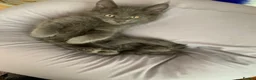 Maine Coon cats for sale: Beautiful Maincoons from registered parents - Advert 8