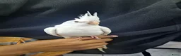 Cockatiels birds for sale: Hand tamed friendly baby cockatiels for sale - Advert 12