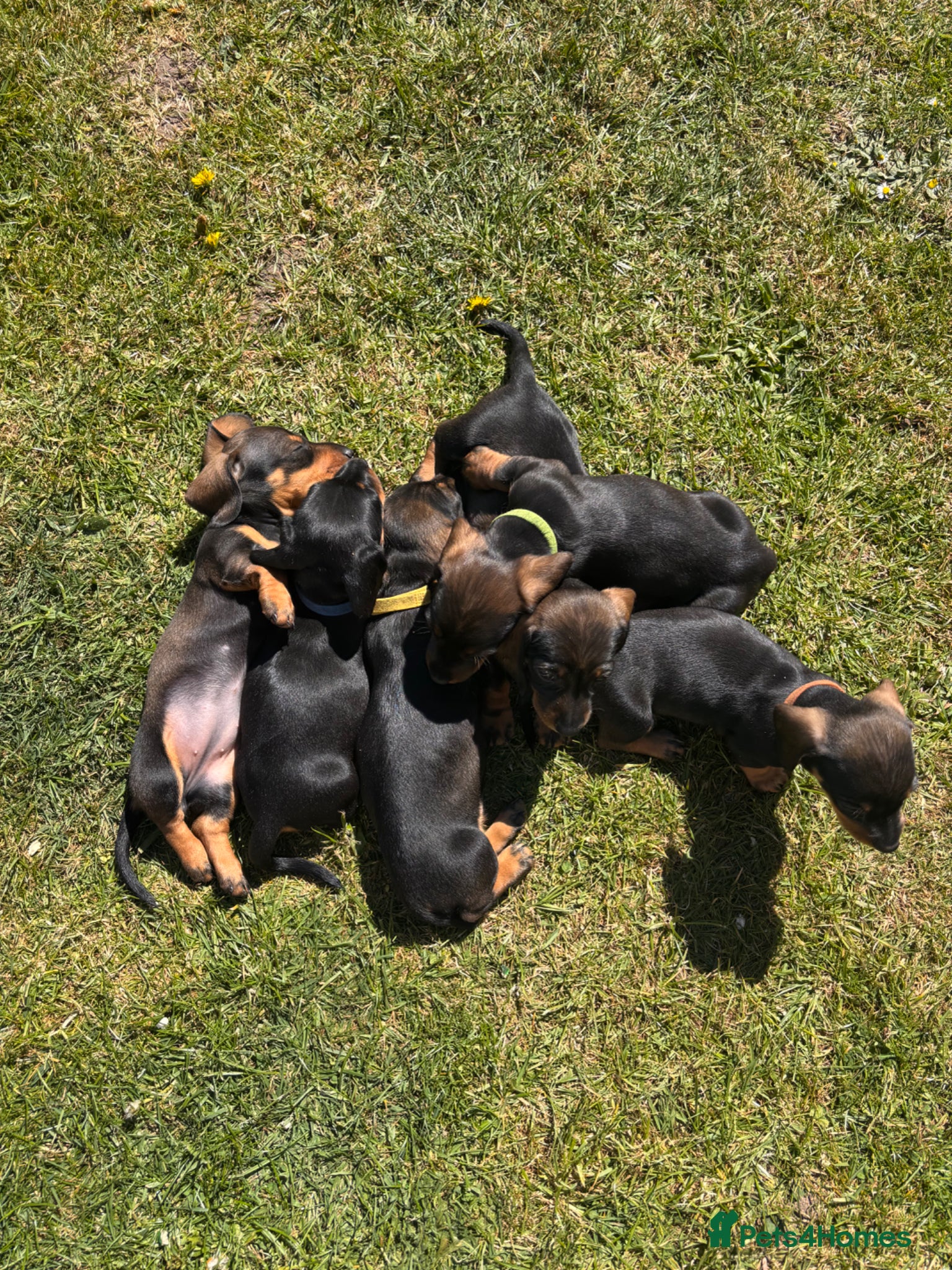 Miniature Dachshund dogs Mini dachshund puppies  - Advert 9