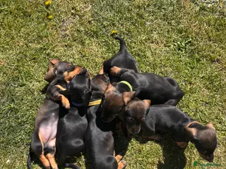 Miniature Dachshund dogs Mini dachshund puppies - Advert 13