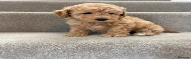 Coton De Tulear 2