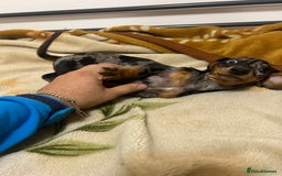 Miniature Dachshund dogs for sale: Miniature Dachshund KC last girl - Image 27