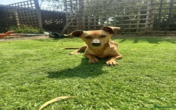 Mixed Breed dogs for sale: Mini  - Image 3