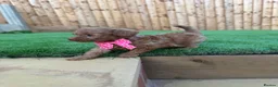 Cockapoo dogs for sale: 🐾 Adorable F1BB Teddy bear toy cockapoos 🐾 - Advert 11